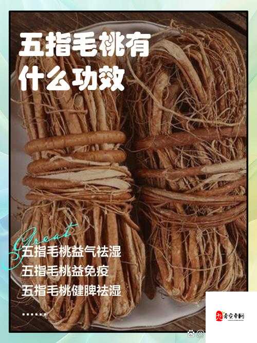 五指毛桃的神奇功效与作用:揭秘传统中药材的养生保健秘密